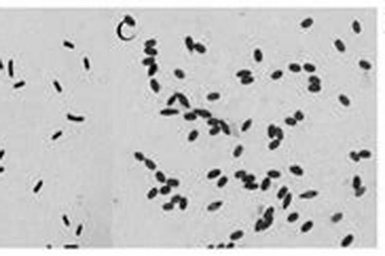 青枯病十大特效药