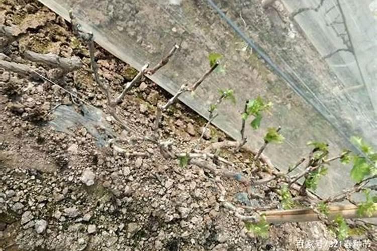 葡萄树长得好,却不开花结果是怎么了？