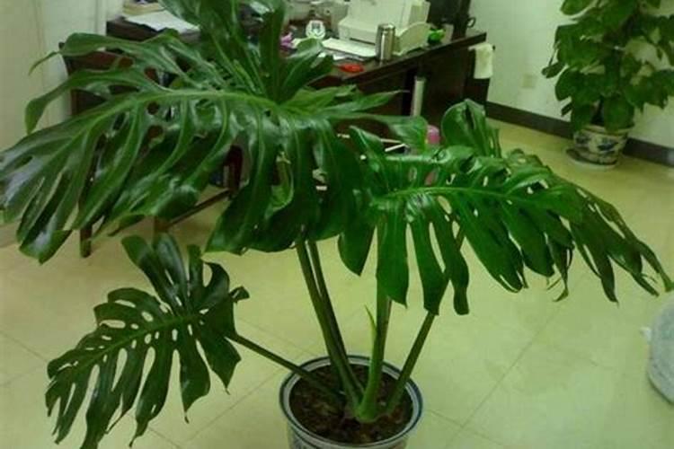 龟背竹浇什么肥料合适