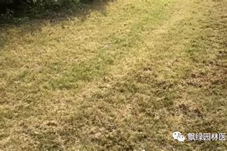 园林养护导致草坪死亡