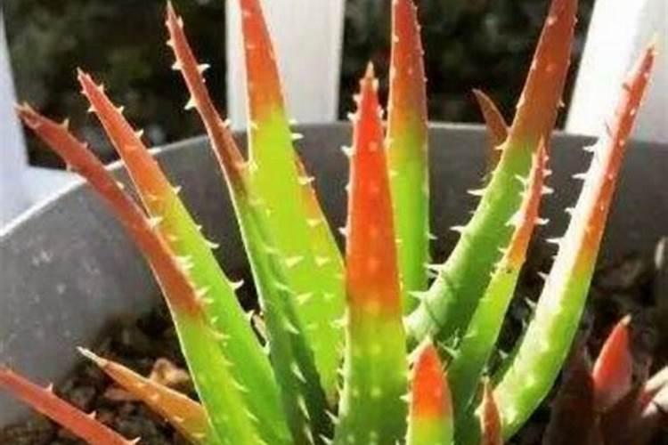 芦荟浇什么肥最好