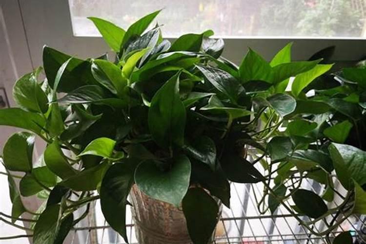 兰花需要经常给叶面喷水吗