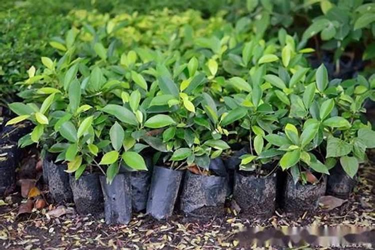 玉树喜欢什么肥料