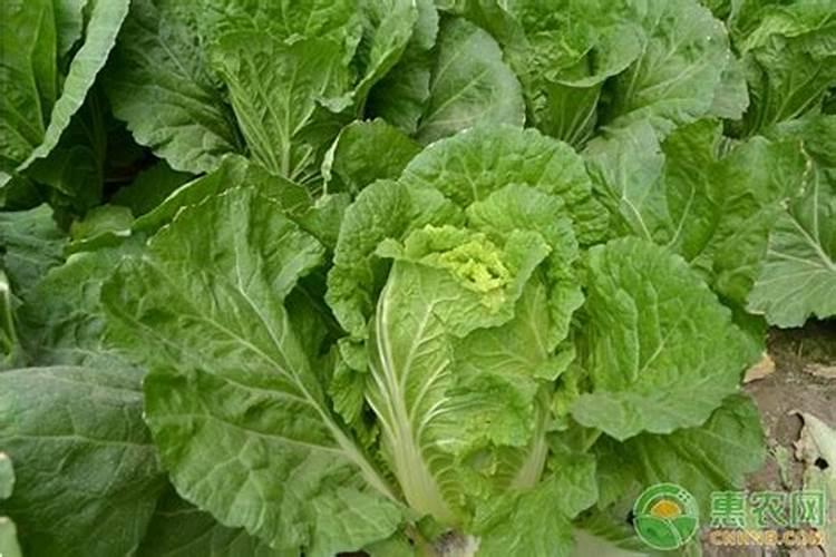 急:请给我的鲜花饮料起个名字.