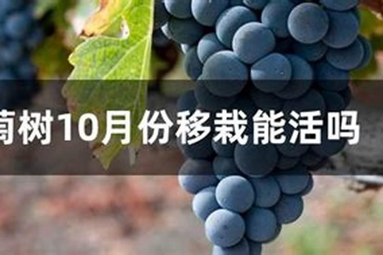 立秋葡萄施肥最佳时间