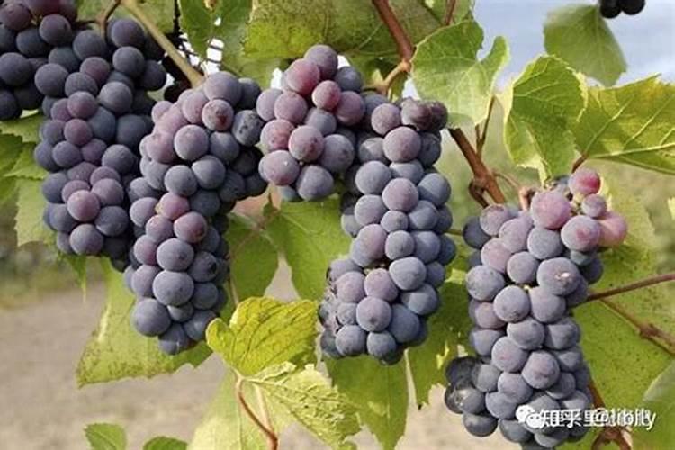 夏季雨水多,如何施肥能让葡萄更甜？
