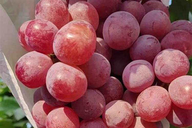 红提葡萄第一个膨大期施什么肥也就是开花后应该施什么肥料