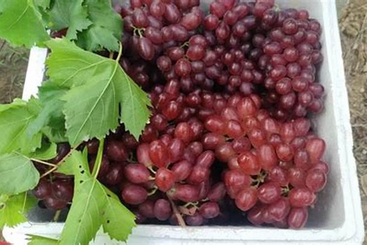 葡萄着色期肥水管理