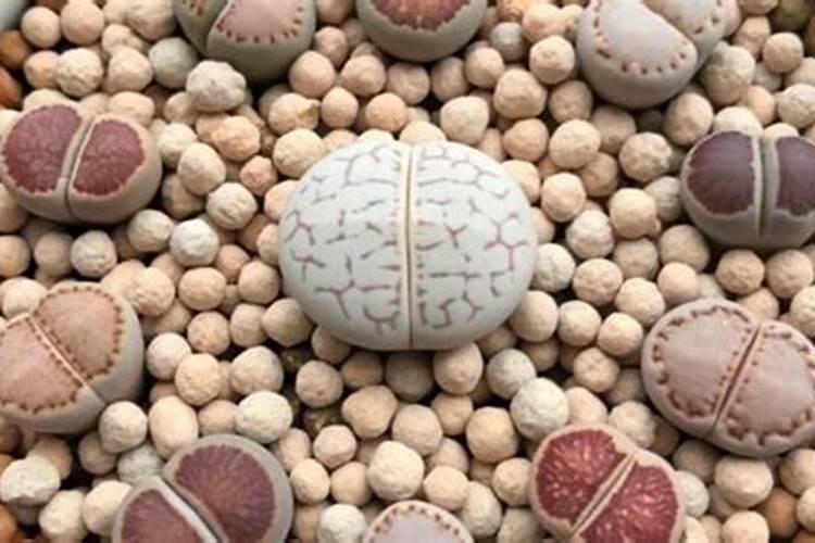 生石花用肥方法