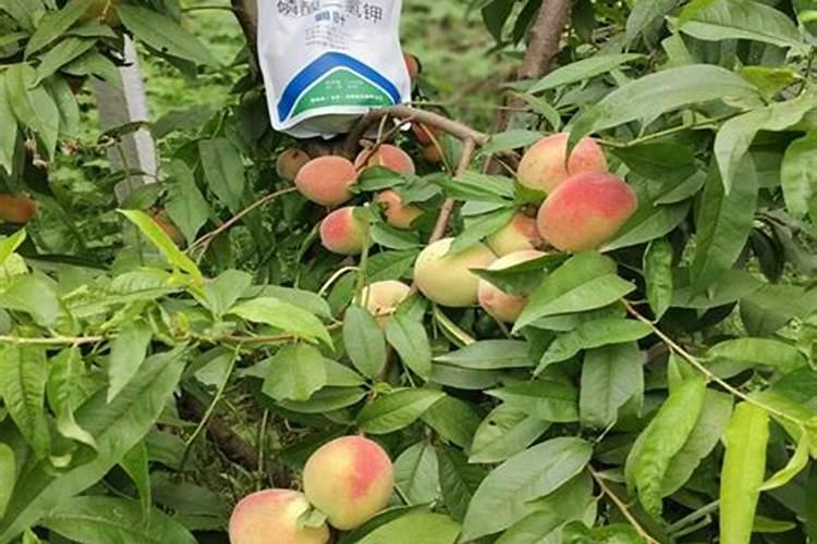 柑橘叶面肥有哪些