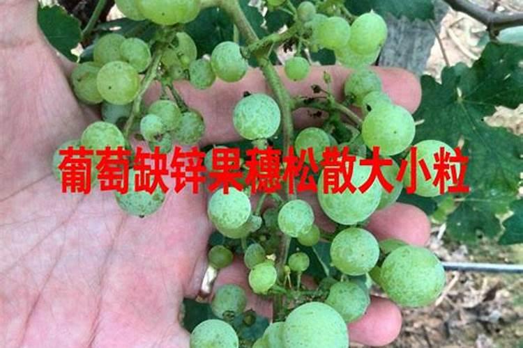 玉米几叶能用芸苔素