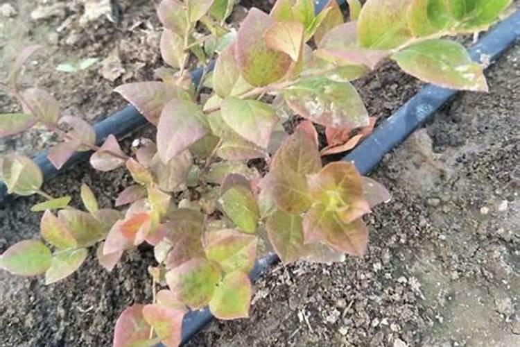 蓝莓能施复合肥吗 施了复合肥还需要什么肥料？