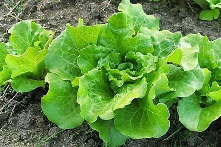 常见的氮肥有哪些,适合哪些植物