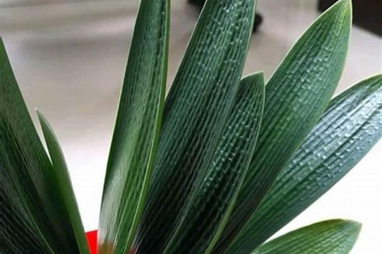 家养君子兰氮磷钾如何采用