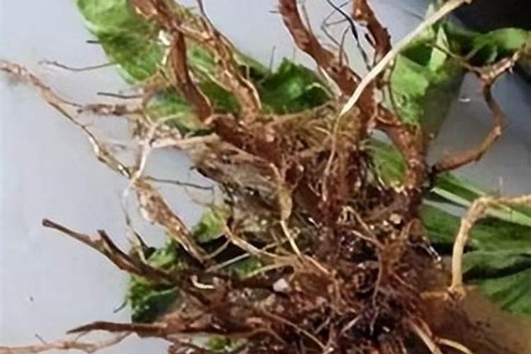 防治甜瓜根腐病有哪些方法？