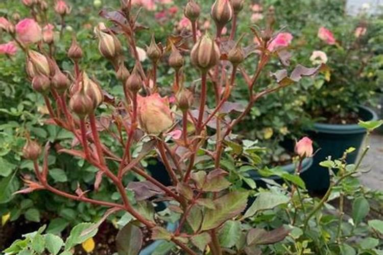 大白菜用什么肥料追肥(上几次肥最好,什么时候用肥)