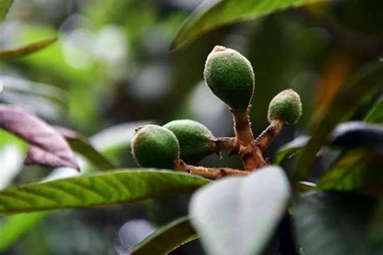 “万能”的芸苔素内酯,你用对了吗？附最全使用方案