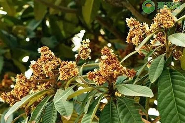 枇杷打不打叶面肥？如果打怎样打