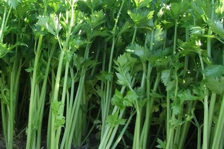 芹菜追什么肥长的快