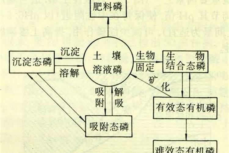 自制磷肥有哪些