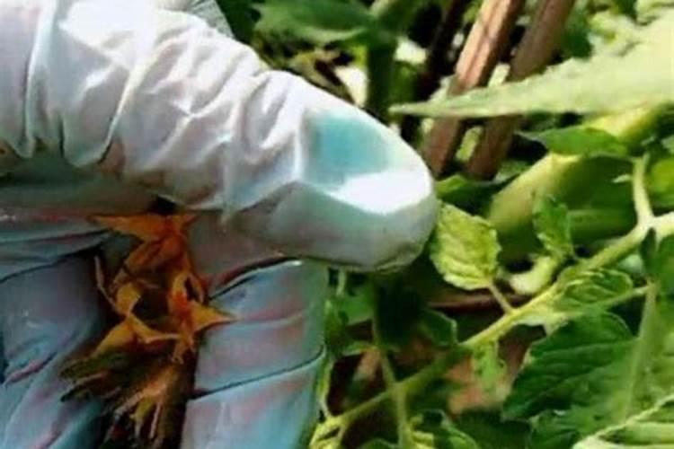 西红柿施什么肥最好