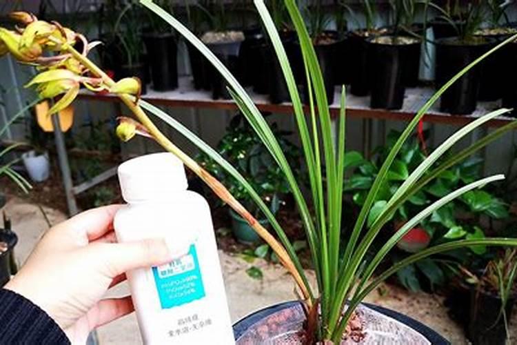 怎么给草莓苗补钙