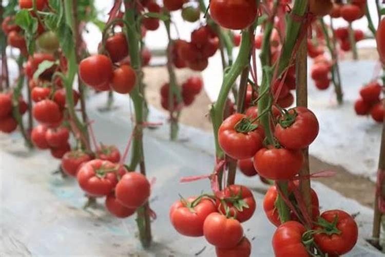 田泽源生产的00一500一600超磷钾液体肥,叶面喷施膨大着色效果怎么样百 ...