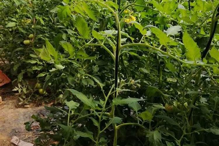 高磷高钾复合肥有什么作用