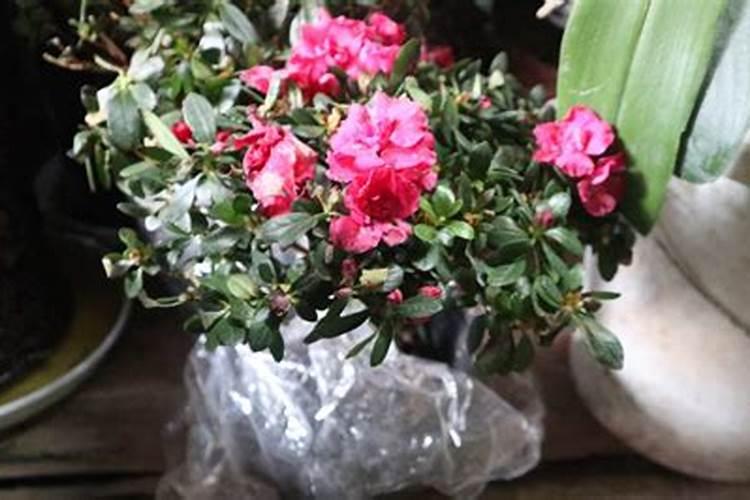 杜鹃花施肥方法与养护