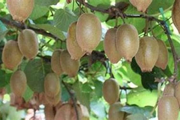 猕猴桃叶子发黄