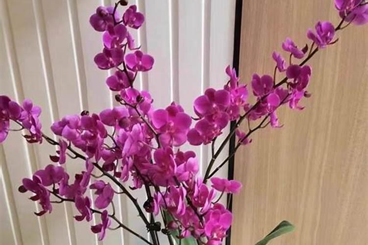 蝴蝶兰用什么肥磷钾肥可促进花芽形成