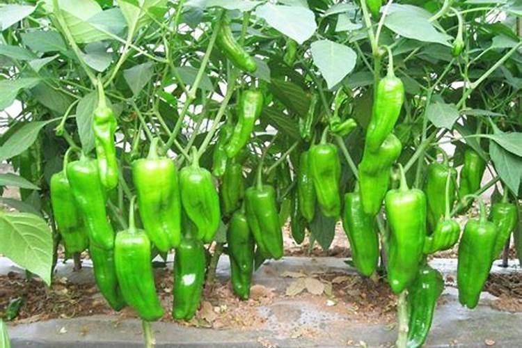 芸苔素浓度多少 月季