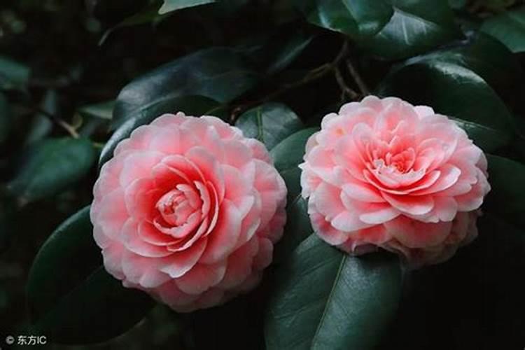 香妃茶花花期半个月施一点磷肥可以吗？