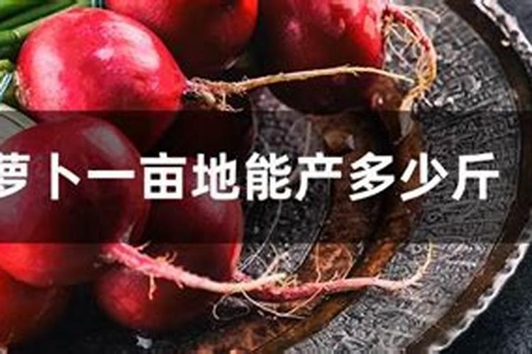 萝卜追肥最佳时期