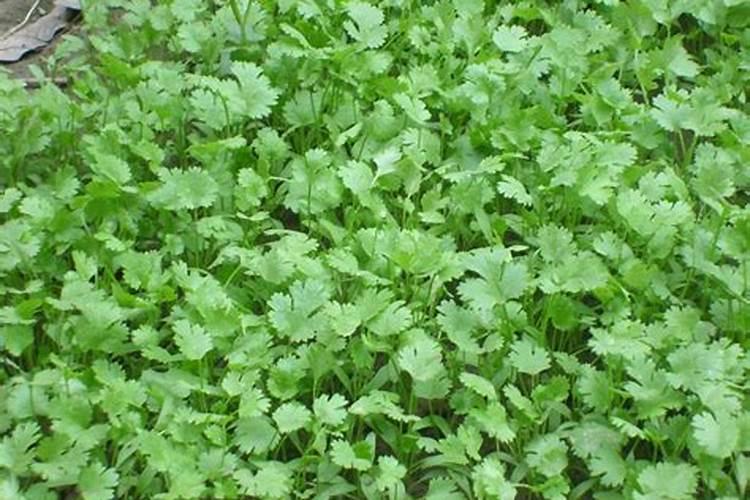 三个15的复合肥配方,适用于哪些作物