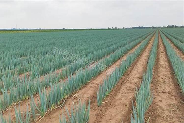 北方大葱种植时间和方法