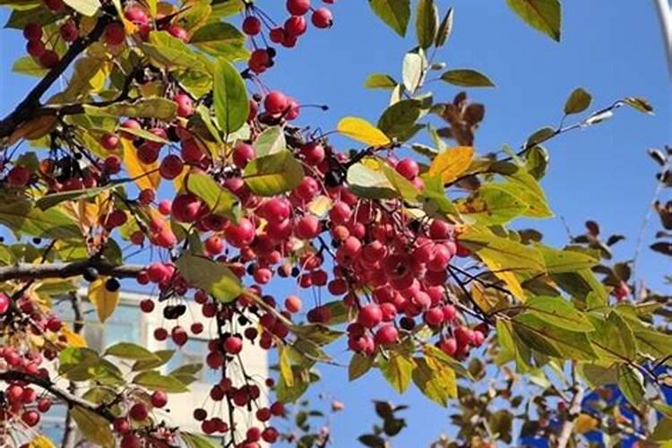 果树移植后应该施什么肥料