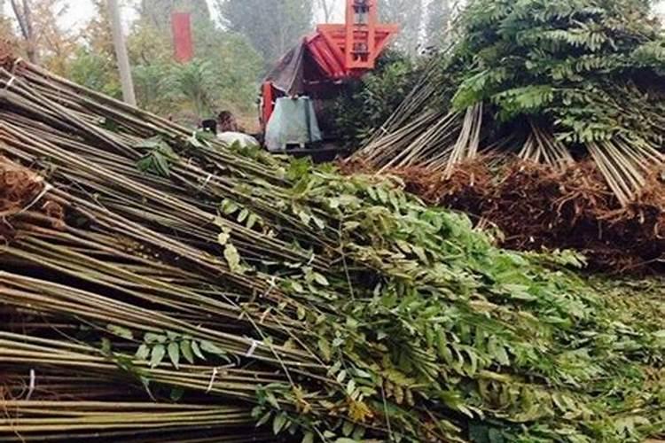 矿源黄腐酸钾专用肥,矿源黄腐酸钾壮根膨果,土壤改良用矿源黄腐酸钾黑...