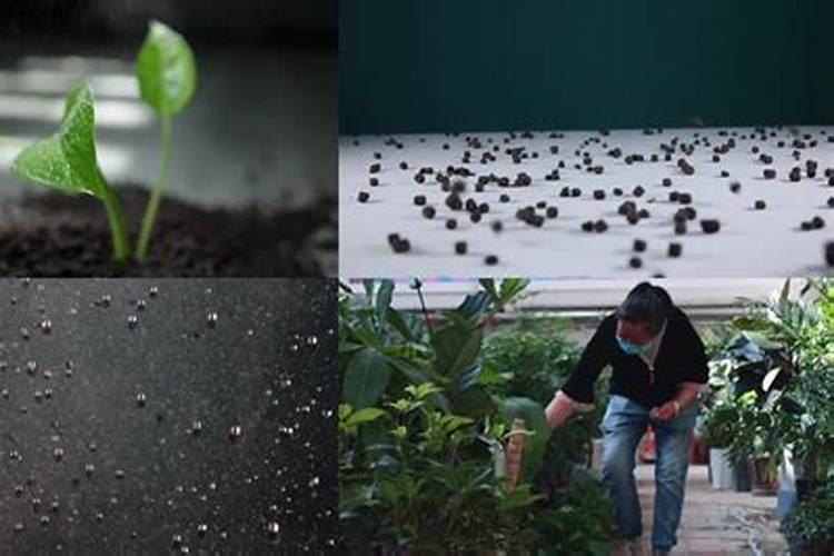 有什么简单方法自制养花肥料？家庭种养花卉,有什么简单方法自制肥料