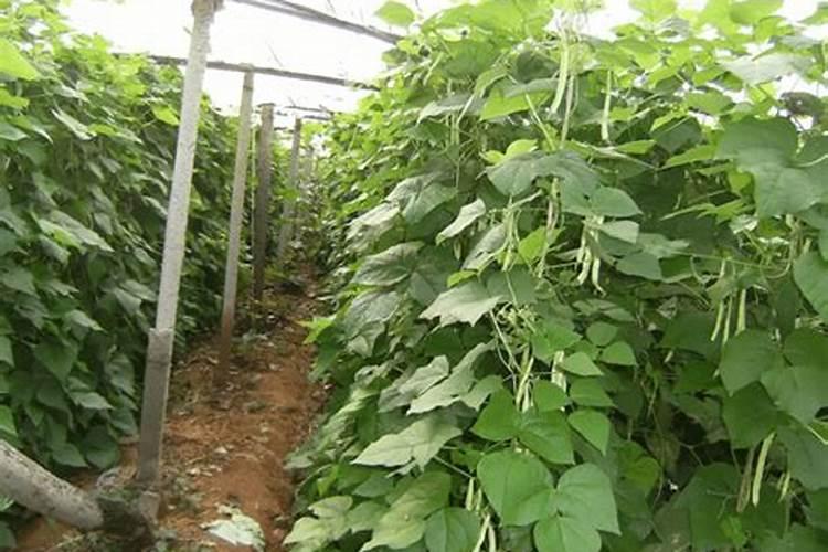 北京几月份种油豆角,我之前种的长不点就不长了,不知道是什么原因？