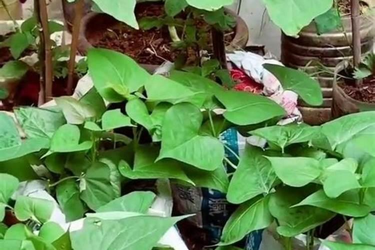 种红薯用什么肥料最好高产？