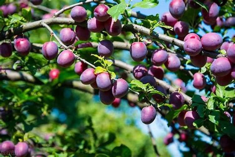 水稻管理技术及施肥方案