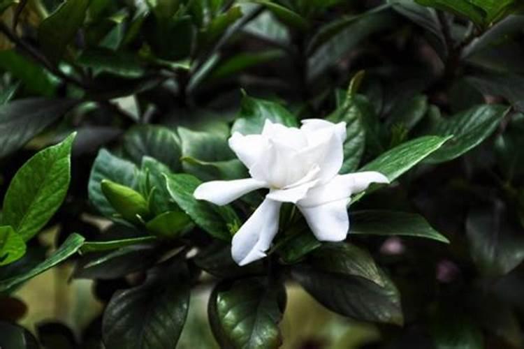 尿素可以用来给栀子花施肥吗