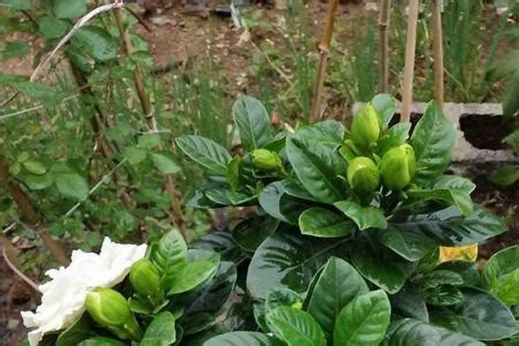 栀子花花苞期怎么施肥