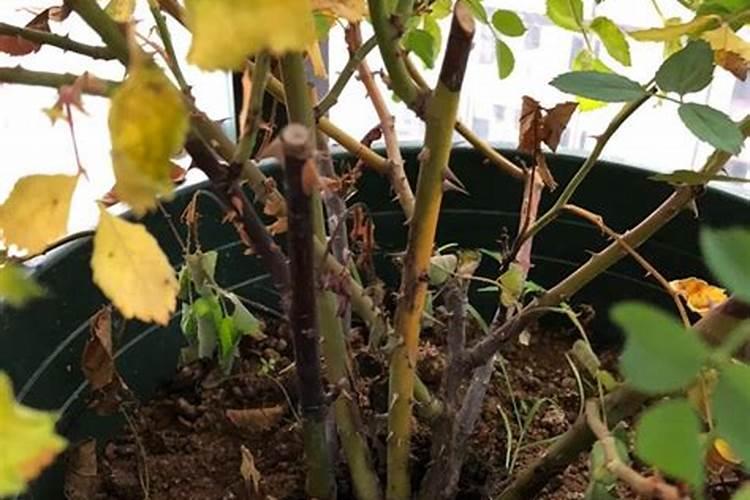 月季水大闷根的表现