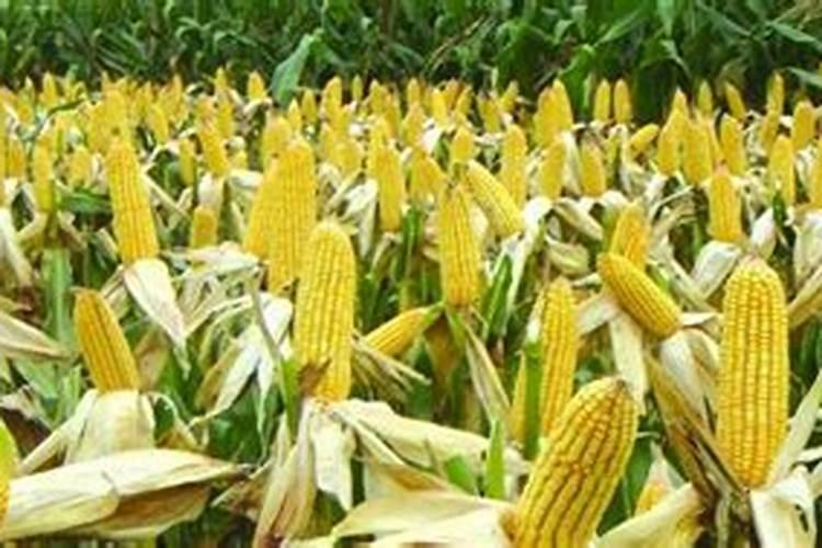 玉米缩节胺能与叶面肥一起用吗