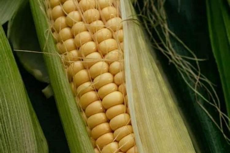 用沃巴盾金大棒叶面肥二遍还配缩节胺吗