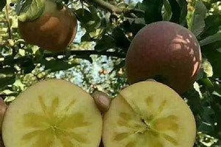 君子兰需要什么肥料