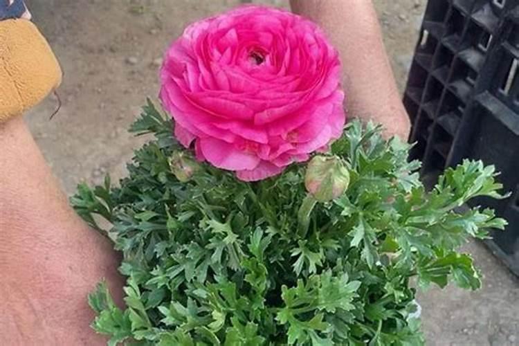芹叶牡丹的养殖方法和注意事项