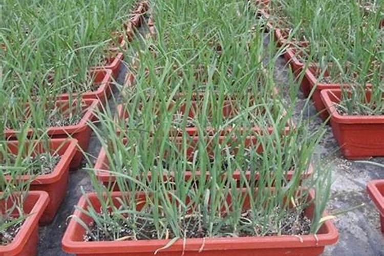 怎样使兰花叶片翠绿有光泽